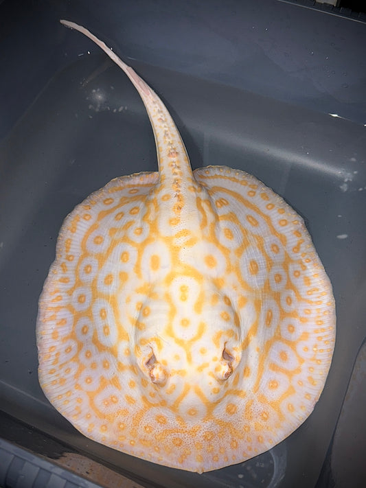 Albino Goldenbase Pearl Male 25cm