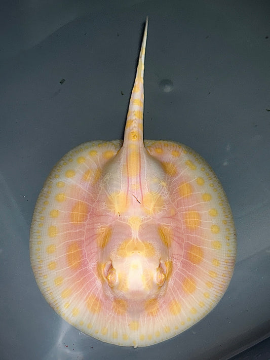 Bigspot Albino Male 12cm (rare)