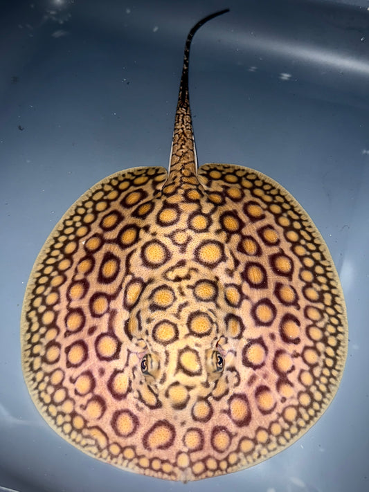 Marbled Motoro male 17cm