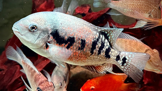 PUMPKIN CICHLID 20CM - TOMOCICHLA ASFRACI