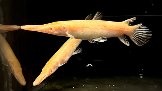 FAT BASTARD ALBINO ALLIGATOR GAR 14CM -  ATRACTOSTEUS SPATULA