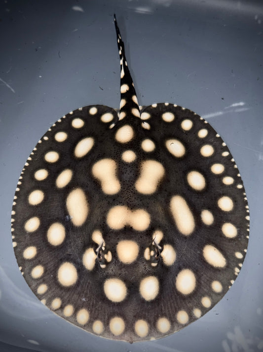 BIGSPOT FEMALE 16CM - POTAMOTRYGON SP.