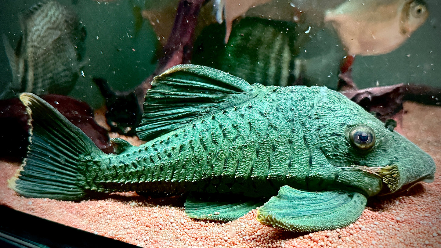 L191- BROKEN LINE ROYAL PLECO 25CM - PANAQUE SP. (wild, looks like a shortbody so fat)