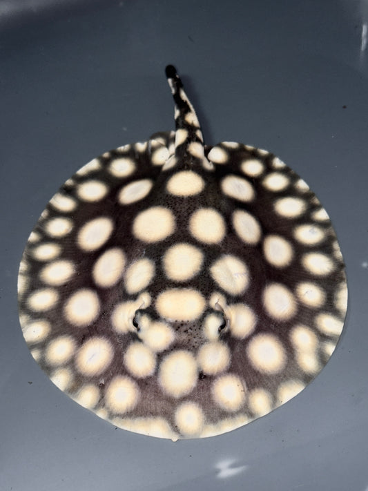 Superwhite female 14cm (missing bit of tail)