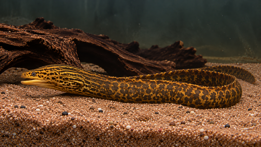 FRESHWATER MORAY EEL 35CM - GYMNOTHORAX POLYURANODON