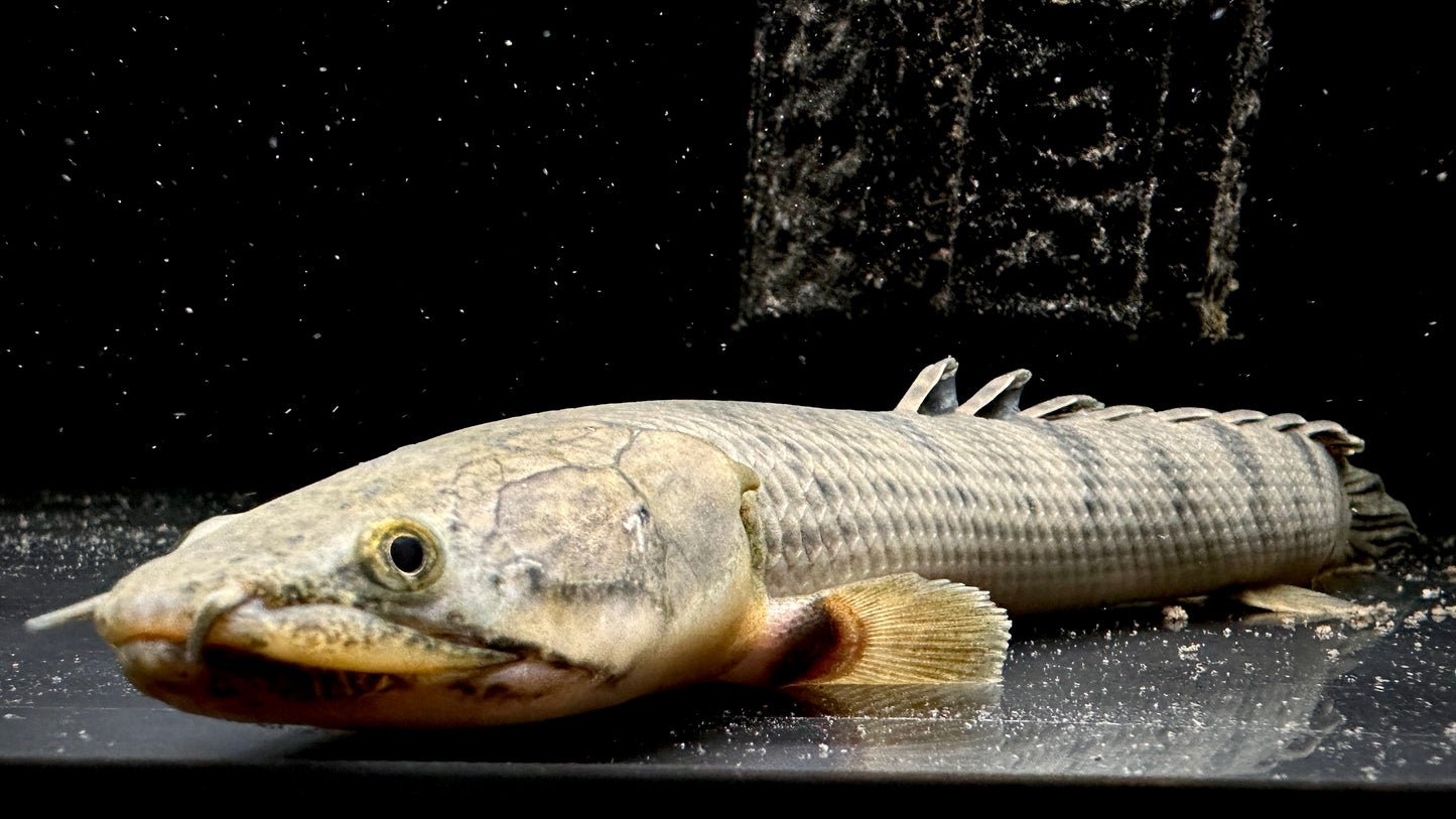 Polypterus Weeksii 25cm (wild)