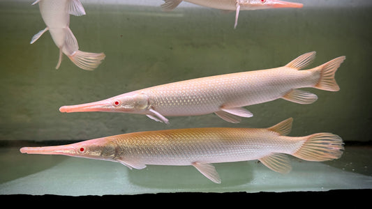 ALBINO FLORIDA GAR 12CM - LEPISOSTEUS PLATYRHINCUS
