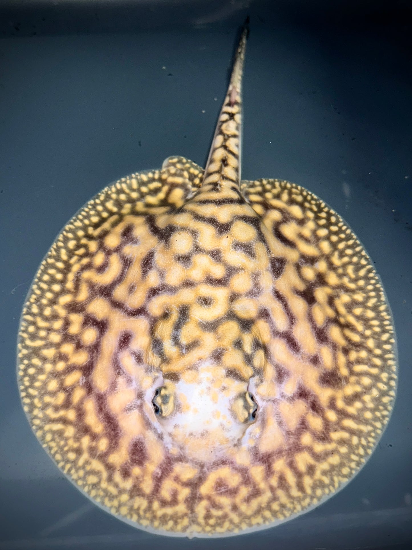 Bd x Pearl back eyed Piebald Het Goldenbase male 17cm (very chubby with short tail)