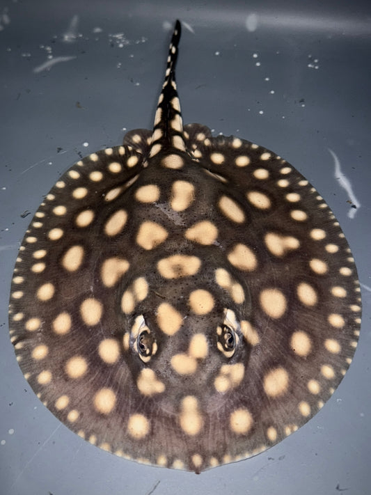 Superwhite x Blackdiamondhenlei Female 15cm