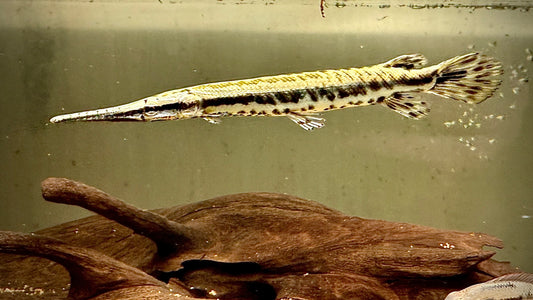 SPOTTED GAR 14 CM - LEPISOSTEUS OCULATUS