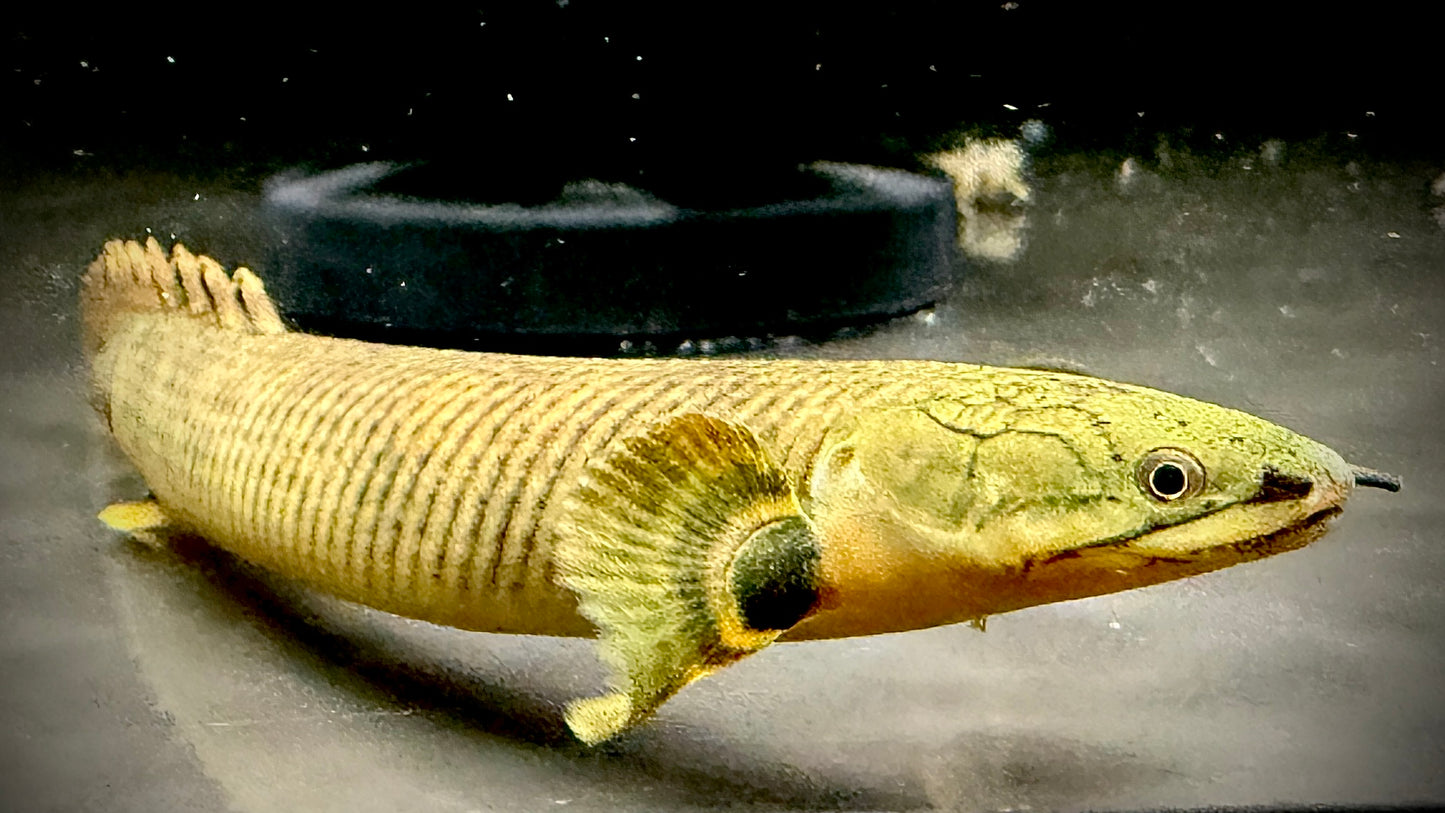 MOKELE-MBEMBE BICHIR 15CM - POLYPTERUS MOKELEMBEMBE