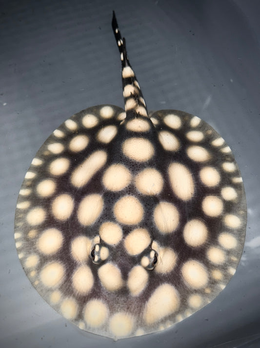 Superwhite (75%) x Blackdiamond (25%) Male 14cm