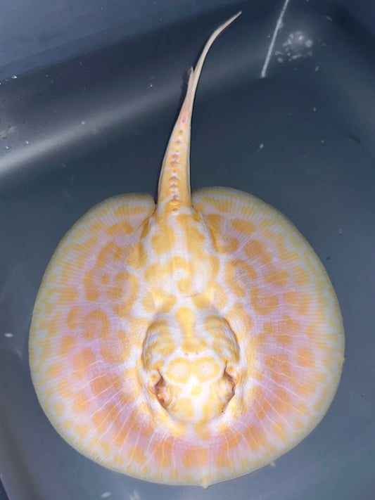 Albino Goldenbase Leopard Male 20cm