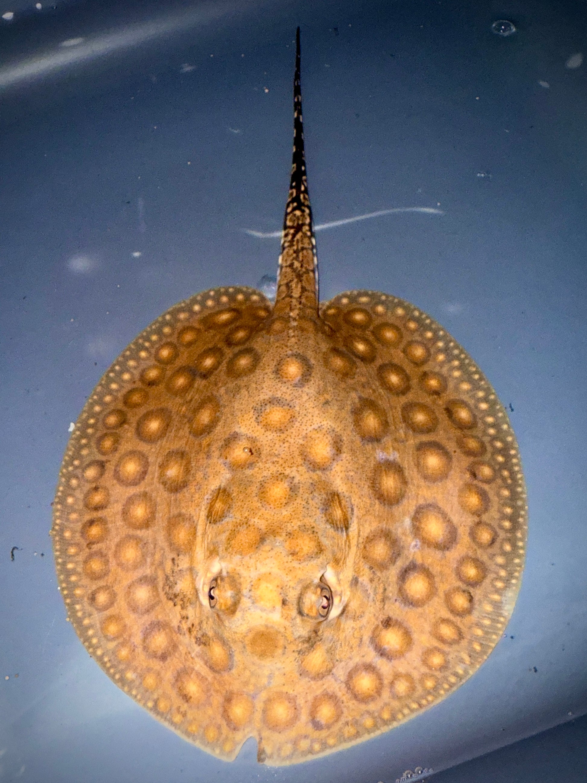 Boesemani 75% x King Henlei 25% Male (unique and will become very colorful and beautiful)