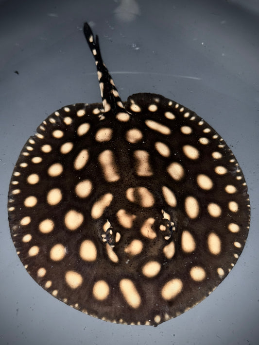 BD Hybrid female 16cm