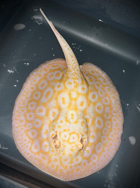 Albino Goldenbase Pearl Male 20cm