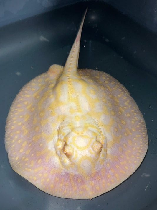 Albino Goldenbase Pearl Female 20cm (crazy pattern)