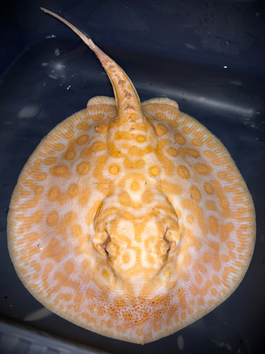 Red Albino Hybrid Female 24cm
