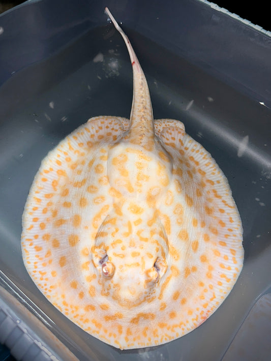 Albino Goldenbase Panda Male 25cm
