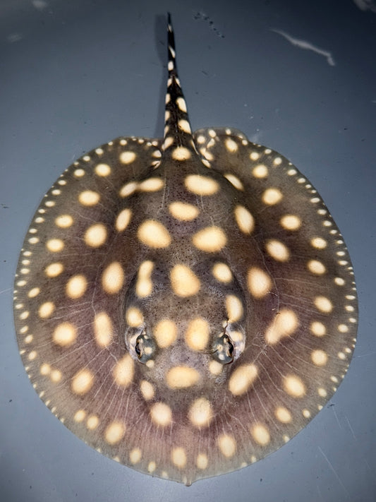 Superwhite x Blackdiamondhenlei Female 15cm