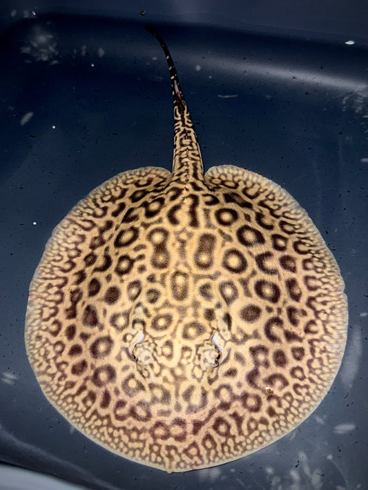 BLOND PEARL MALE 18CM - POTAMOTRYGON JABUTI (very light base)