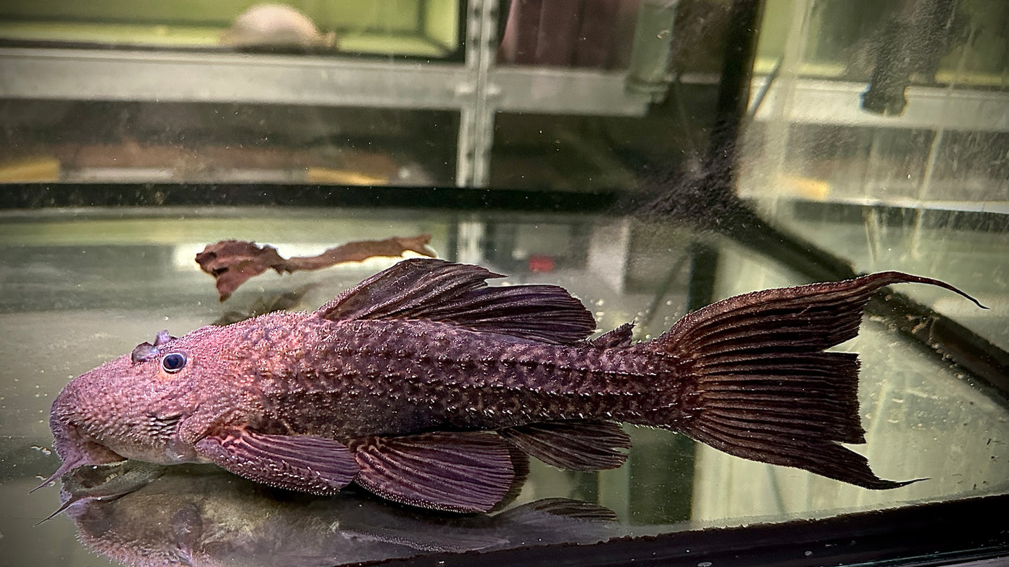 Evil Catus Pleco L185 30cm