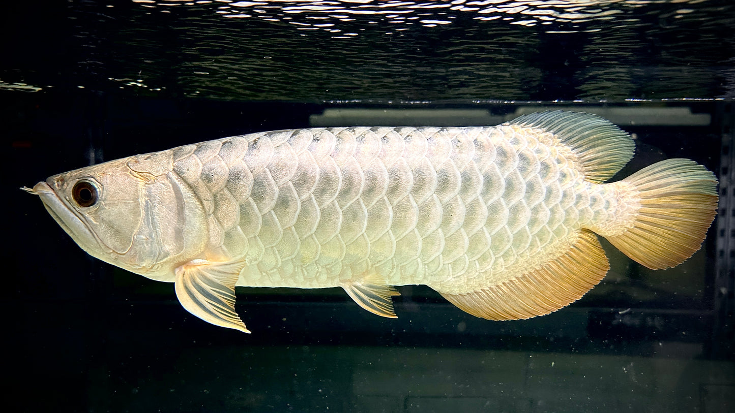 Full Gold Crossback 45cm