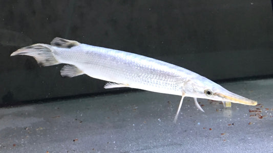 Platinum Florida Gar 20cm