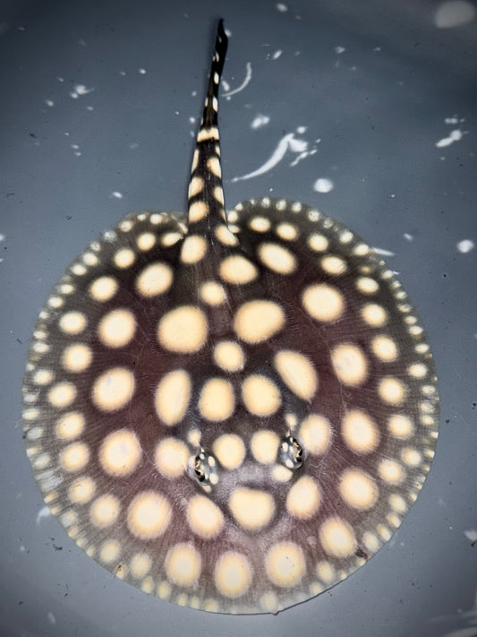 Superwhite x Blackdiamondhenlei Male 14cm