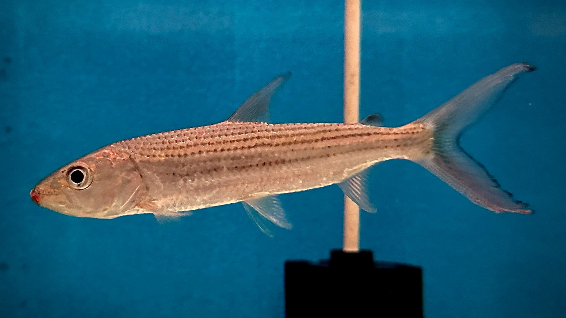 Goliath Tiger Fish 12cm – Duketown Monsters