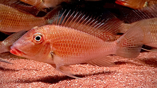 Satanoperca Jurupari 17cm (wild)
