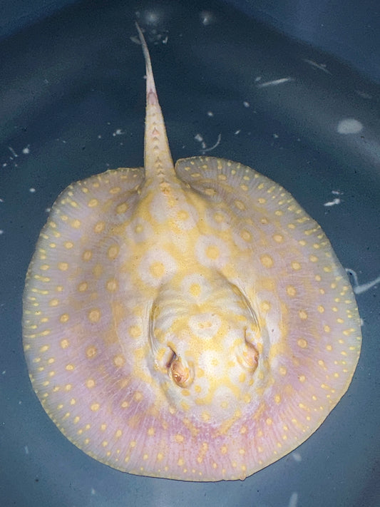 Albino Goldenbase Pearl Female 18cm