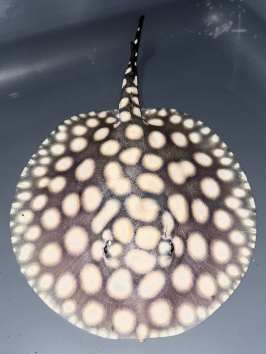 BD Hybrid female 15cm