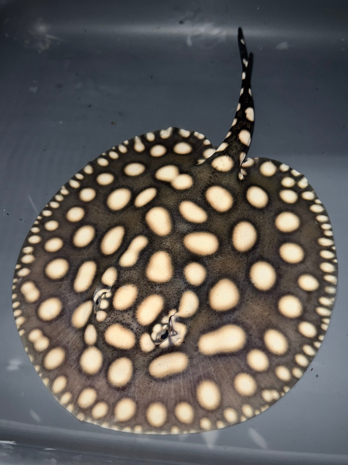 BD Hybrid female 16cm