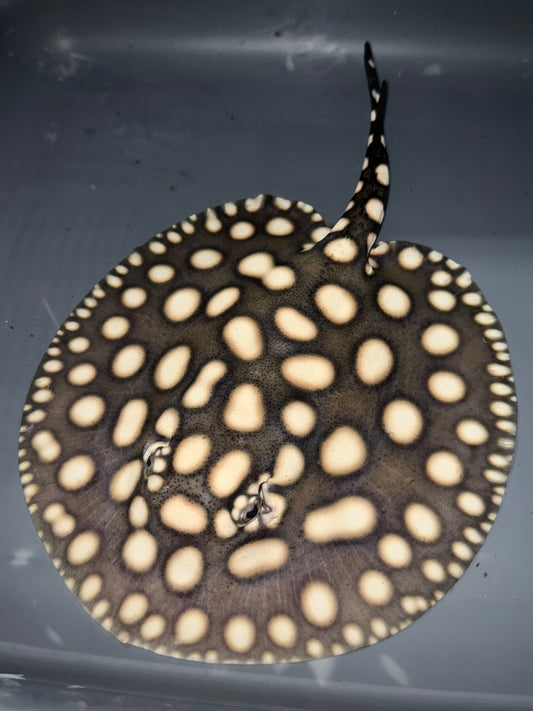 BD Hybrid female 16cm