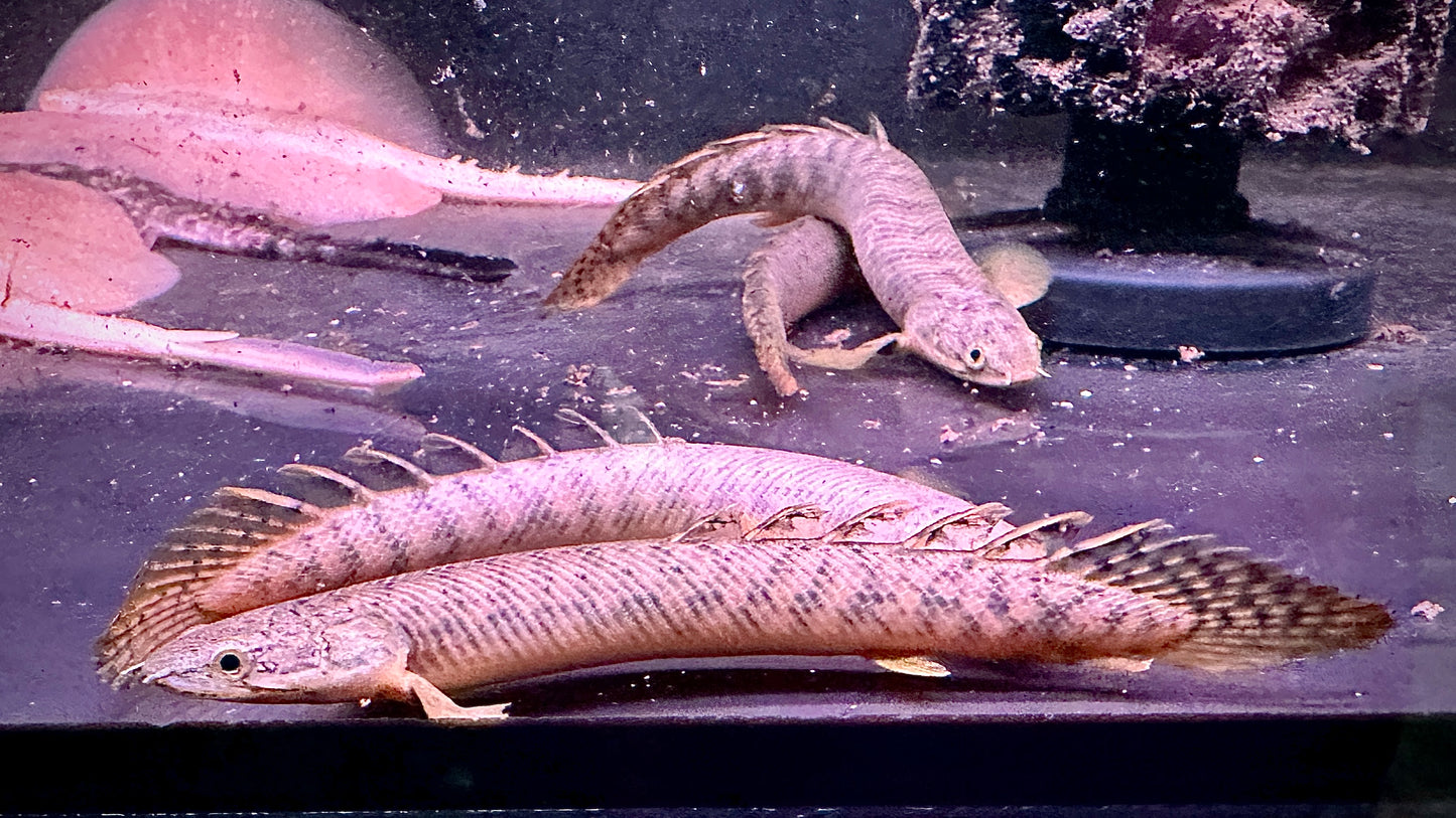 Polypterus Palmas 14cm (wild)