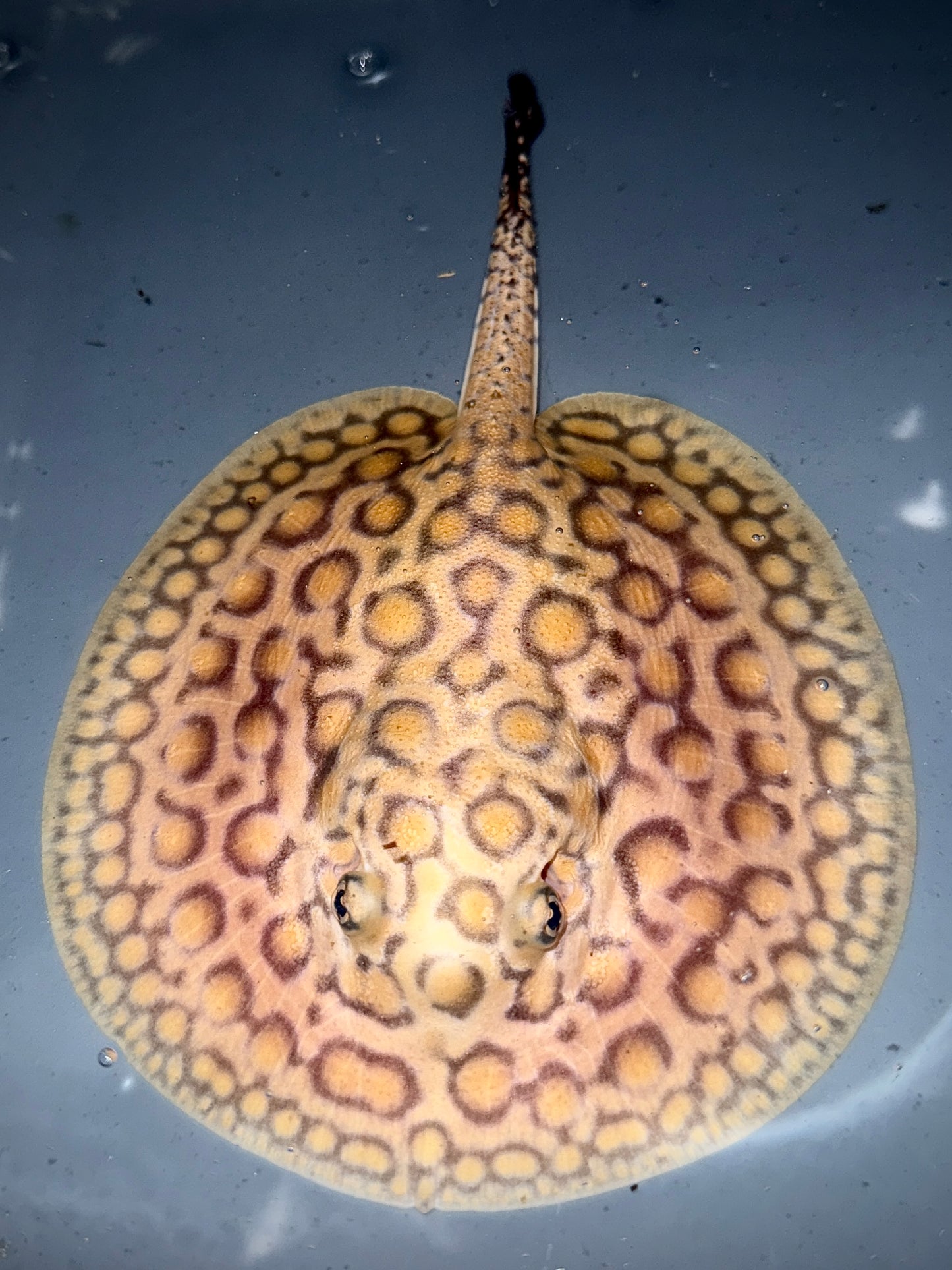 Marbled Motoro male 15cm (missing tip of tail)