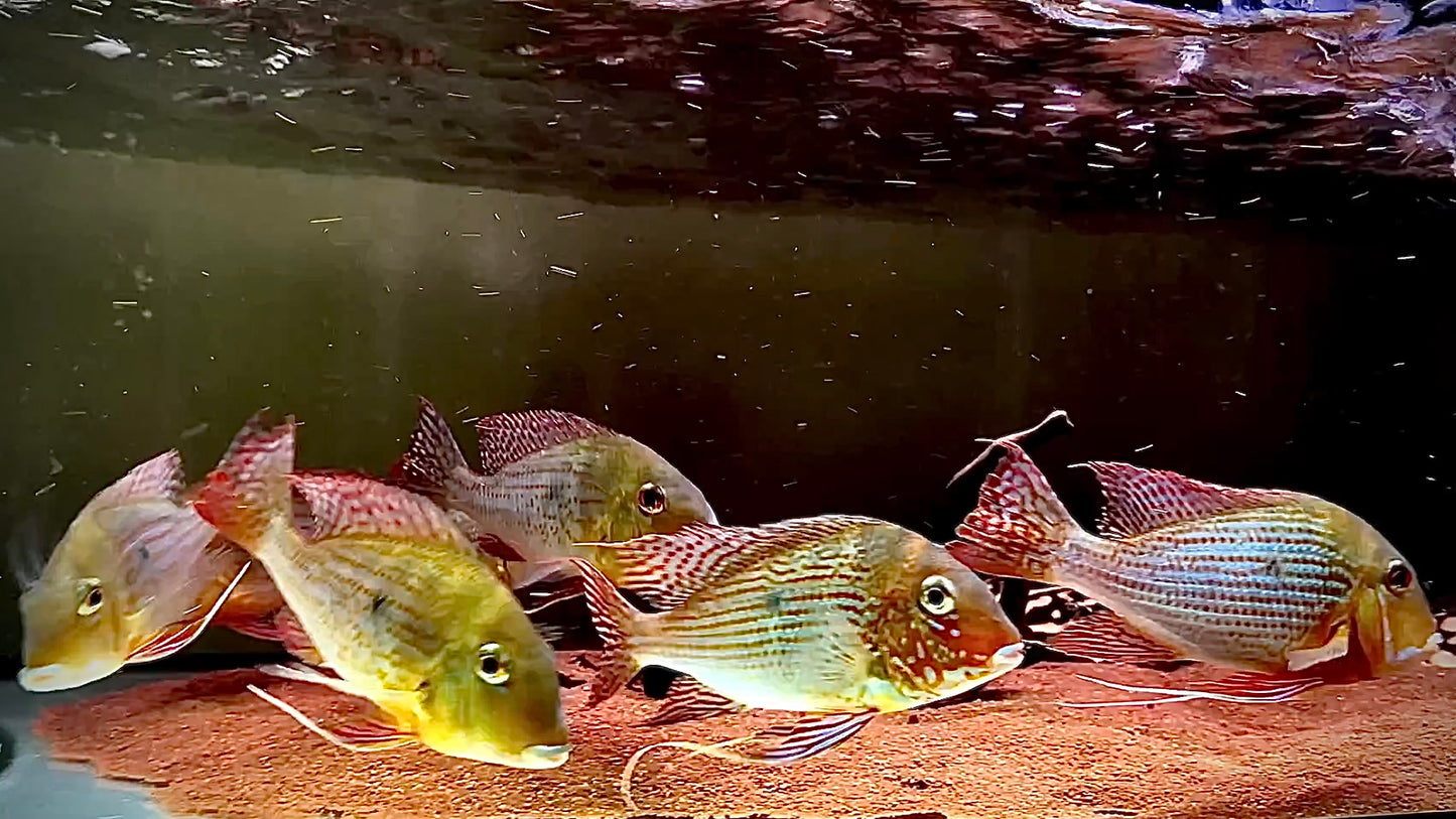 Geophagus Altifrons group of 7pcs 17cm (wild)