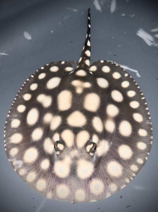 SUPERWHITE BD FEMALE 13CM - POTAMOTRYGON SP.