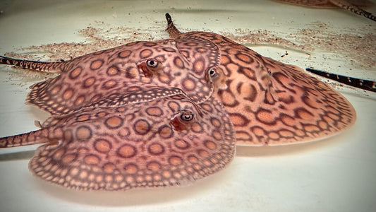 MARBLED MOTORO MALE 12CM - POTAMOTRYGON MOTORO