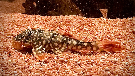 L14 Sunshine Pleco 6cm