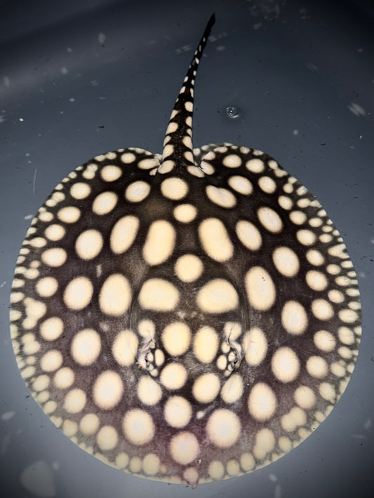 SUPERWHITE BD MALE 17CM - POTAMOTRYGON SP.