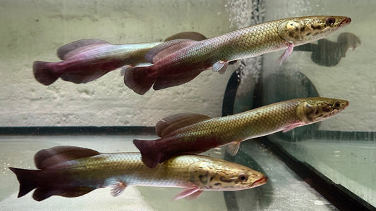 Arapaima Gigas
