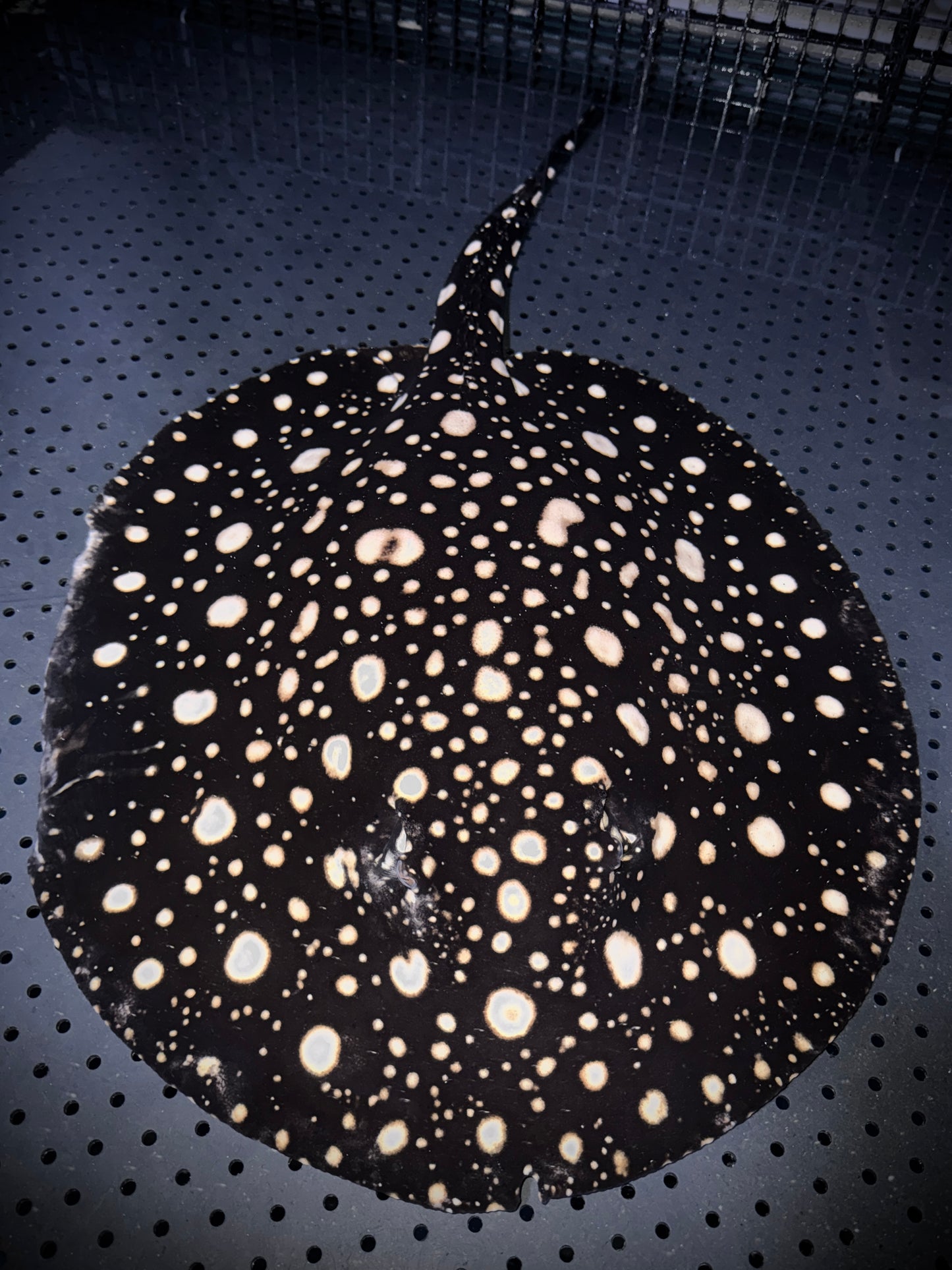 BREEDING THOUSAND ISLAND FEMALE 50CM - POTAMOTRYGON SP. (pickup only)