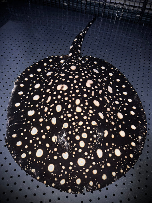 BREEDING THOUSAND ISLAND FEMALE 50CM - POTAMOTRYGON SP. (pickup only)