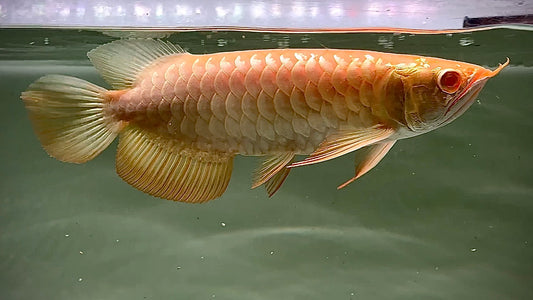 ALBINO CROSSBACK AROWANA - SCLEROPAGES FORMOSUS (top quality)