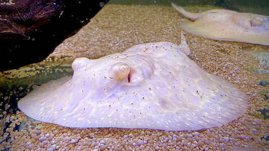 Albino Goldenbase Pearl Male 12cm