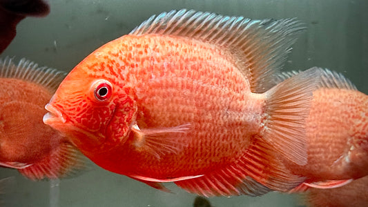 Heros Red Spotted 12cm