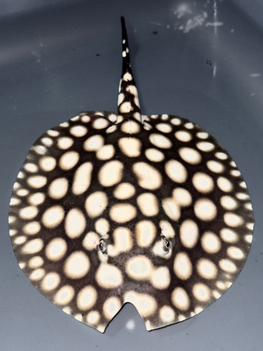 BD Hybrid male 15cm