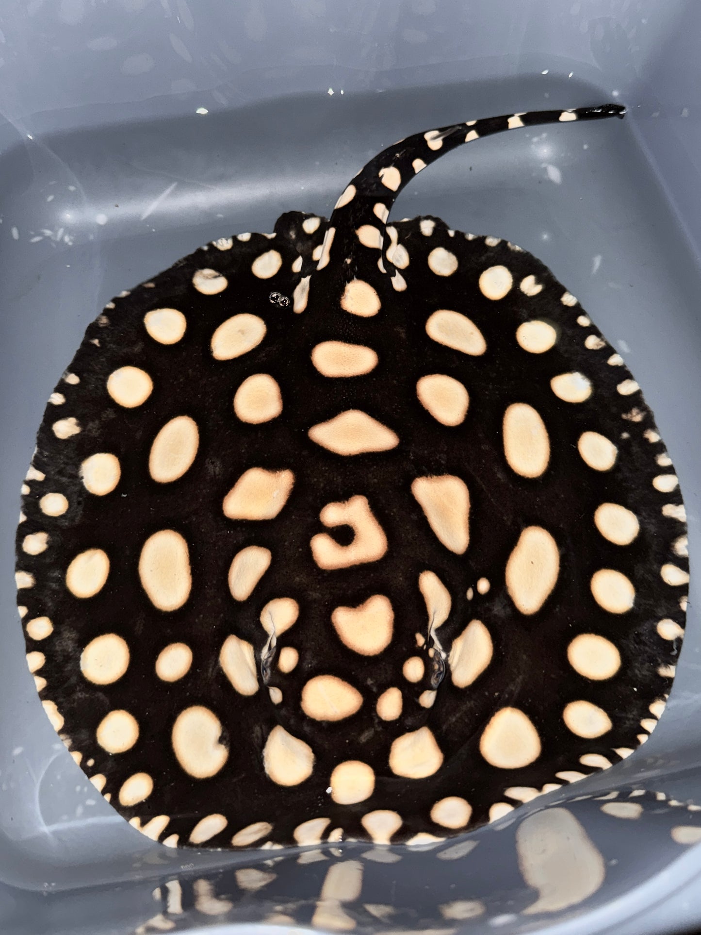 SUPERWHITE BD FEMALE 26CM - POTAMOTRYGON SP.
